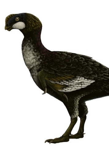 Microvenator