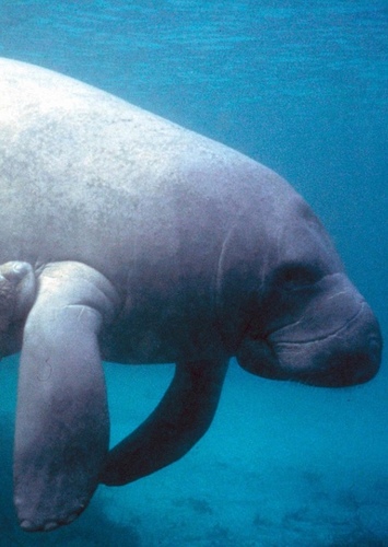 Mike the West Indian Manatee