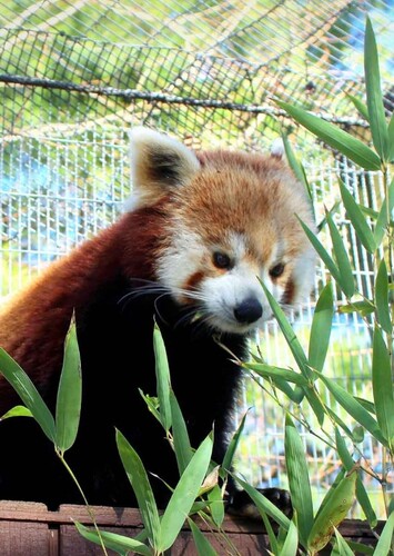Mill Mountain Zoo