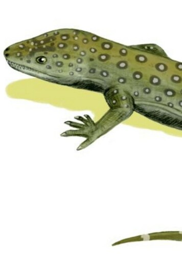 Milleretta