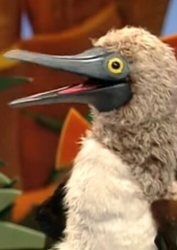 Milton the Blue-Footed Booby
