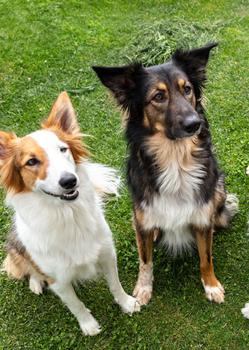 Mixed Breed