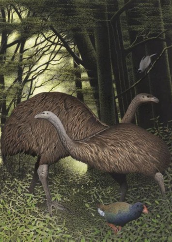 Moa