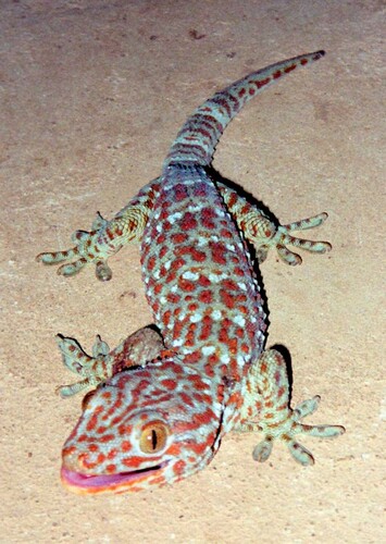 Modo The Geko