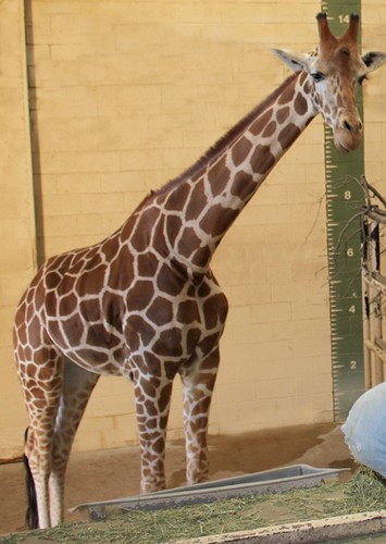 Molly The Giraffe