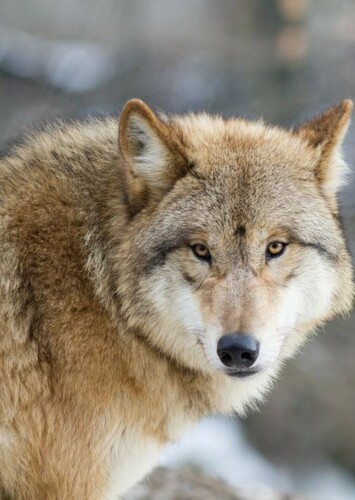 Mongolian Wolf