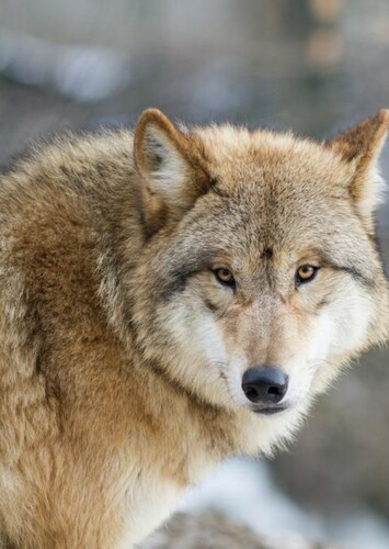 Mongolian Wolf