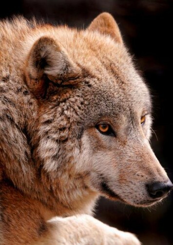 Mongolian Wolf