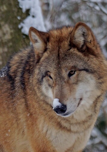 Mongolian Wolf