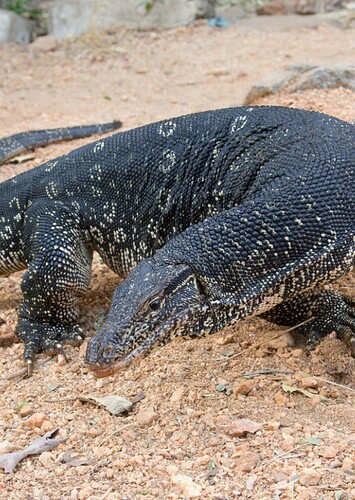 Monitor Lizard