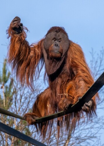 Monkey World - Ape Rescue Centre