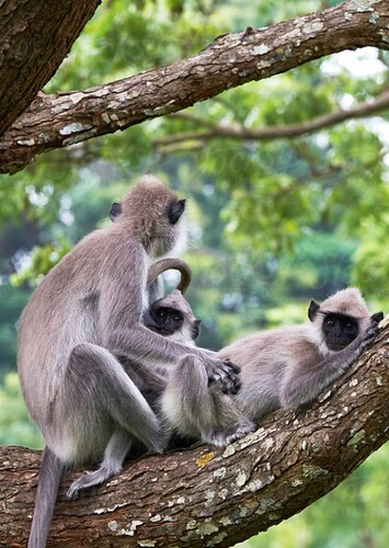 Monkeys