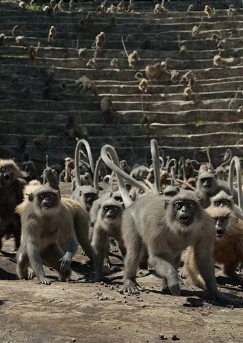Monkeys