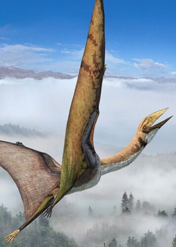 Montanazhdarcho