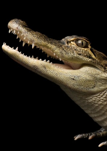 Montgomery Gator