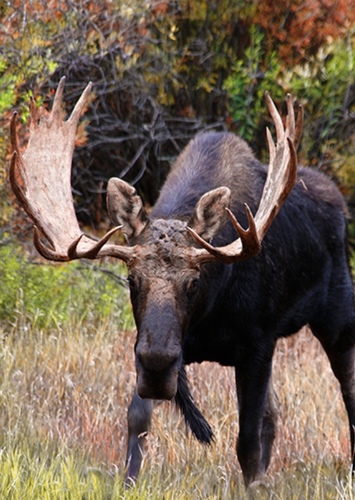 Moose