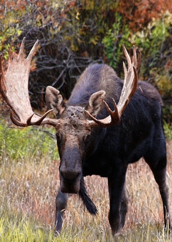 Moose