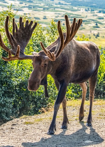 Moose