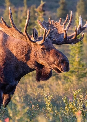 Moose