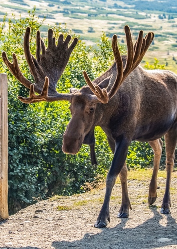 Moose