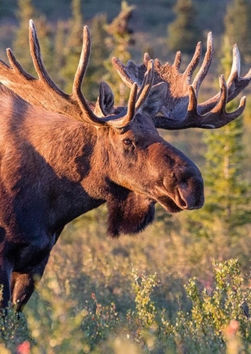 Moose