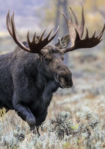 Moose