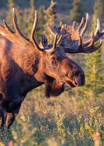 Moose