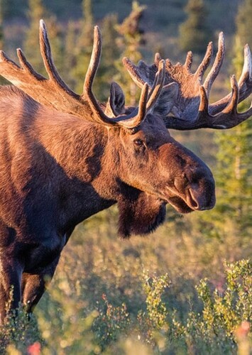 Moose