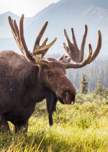 Moose