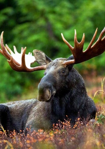 Moose