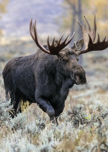 Moose