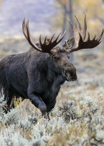Moose