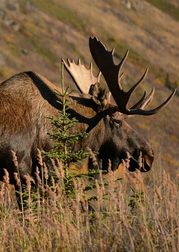 Moose