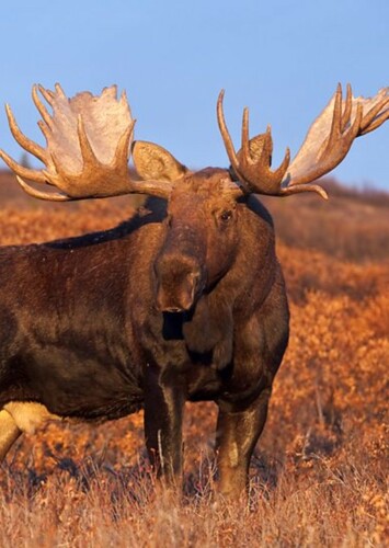 Moose