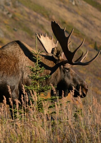 Moose