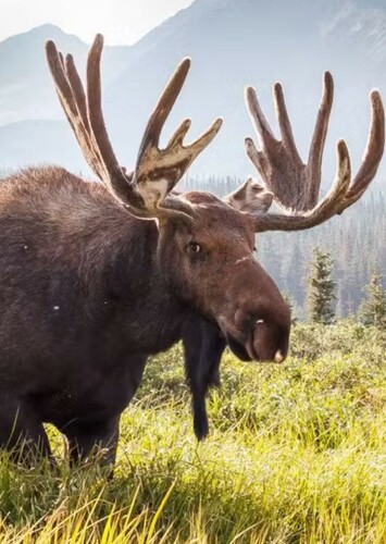 Moose