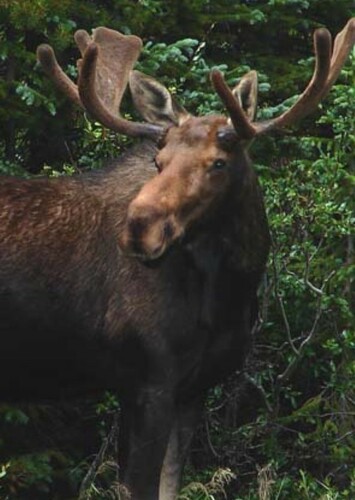 Moose