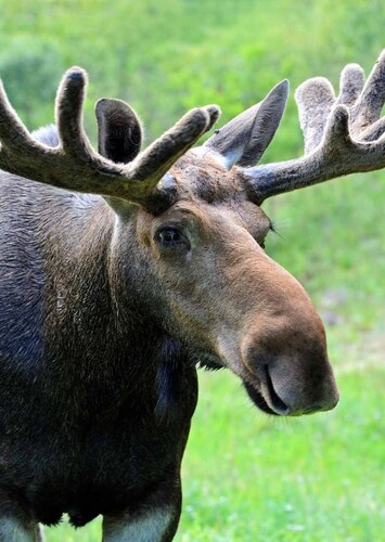 Moose