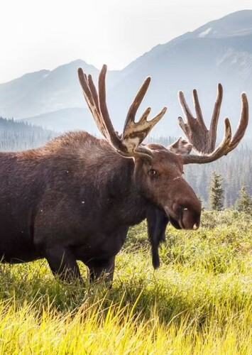 Moose