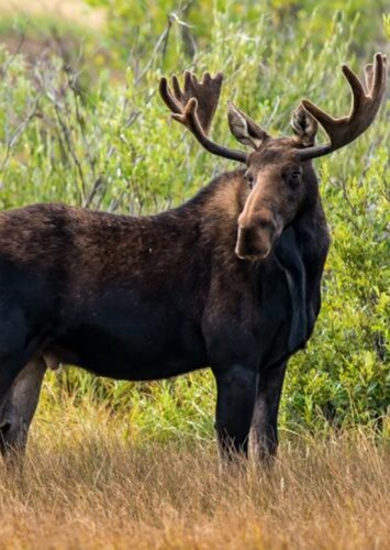 Moose