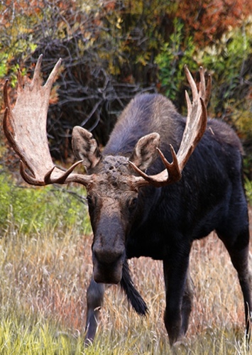 MoosePlayz