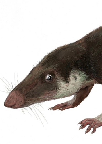 Morganucodon