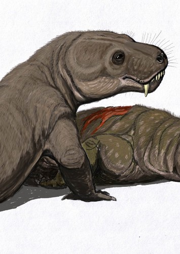 Moschorhinus