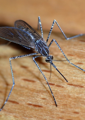 Mosquito