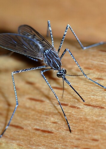 Mosquito