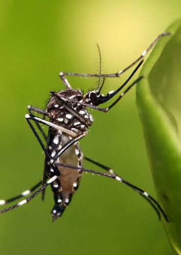 Mosquito