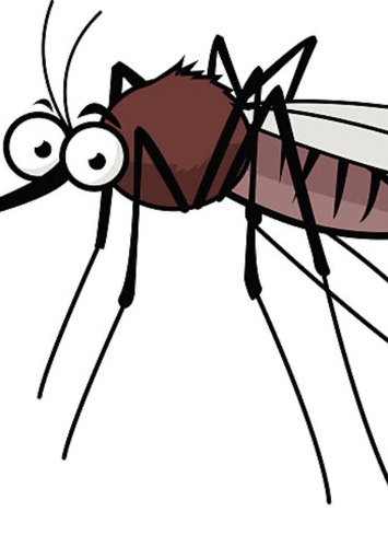 Mosquito