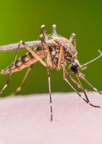 Mosquito