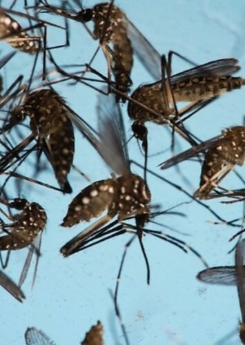 Mosquito Army