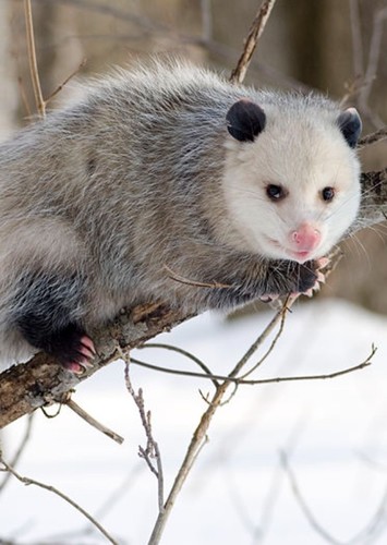 Mother Opossum